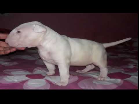 bull terrier crecimiento 3 meses