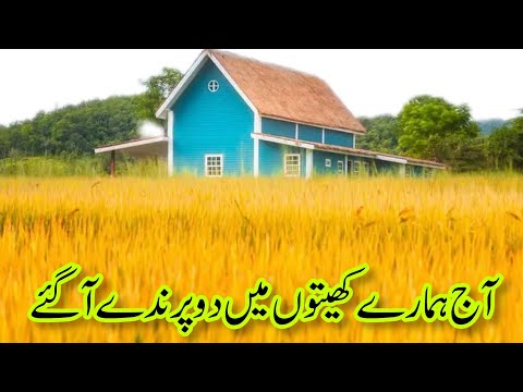 White pheasant come to over field |final trailer 2025 | white birds