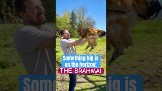 Brahma chickens: 