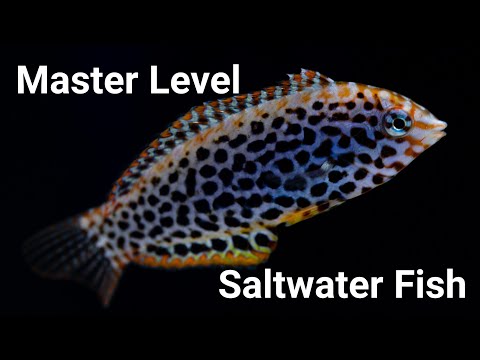 Top 7 HARDEST To Keep Saltwater Fish (And The Closest EASY Substitutes)