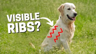 Is Your Golden Retriever Too Skinny? (Signs to Look For)