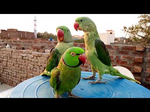 non stop talking parrot | Indian Ringneck speaking Mian Mithu