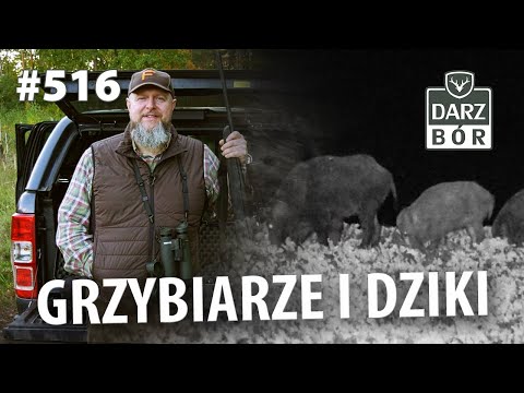 Darz Bór odc 516 " Jak nowicjusz w lesie. Czy zawsze trzeba pociągnąć za spust?"