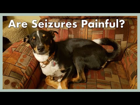 Seizures in Dogs - Q&A || June 11, 2020