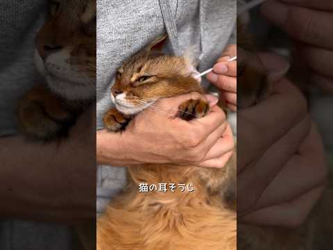 中耳炎の猫の耳掃除の方法