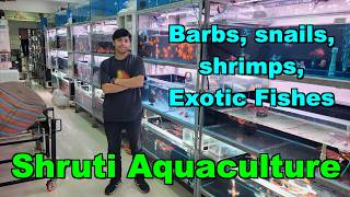 Barb Fishes, Shrimps & exotic fishes at Shruti Aquaculture