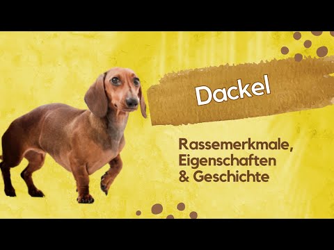 🐾Dackel: Rassemerkmale, Temperament und Pflege leicht erklärt! 🐾