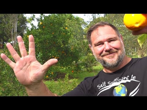 Tips On How to Grow 5 Fruit-Bearing Trees at Home