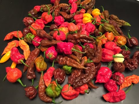 2016 Super Hot Peppers Growing Season - Ep. 13 - Bigger Harvest