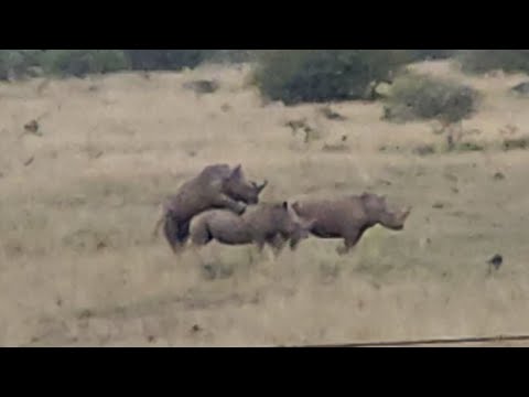 Kwik Klip: Rhino Monday Morning Action