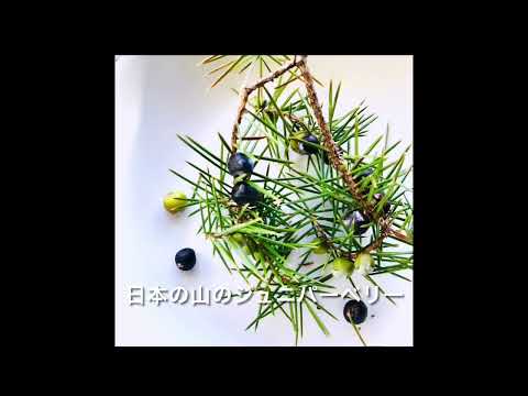 アイルランドの柱状ジュニパー 植物