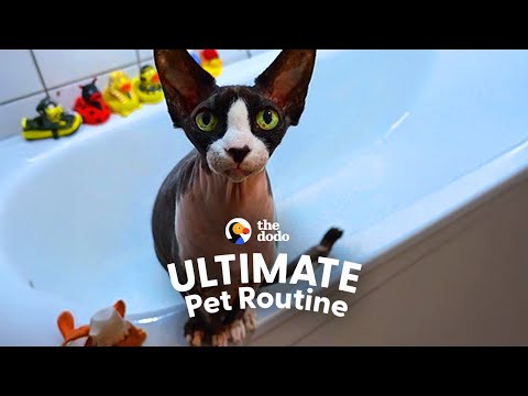 Cat Loves Taking Bubble Baths And Splashing The Water  | The Dodo