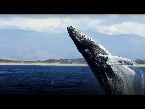 The Future Of The Oceans | Blue Planet II