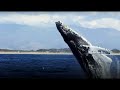 The Future Of The Oceans Blue Planet II