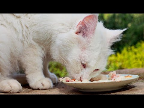 Best Cat Food for Outdoor Cats | Product Review