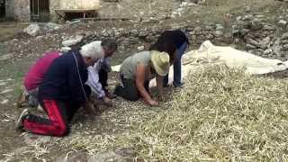 preview picture of video 'Παραδοσιακή καλλιέργεια Φασολιών στην Κέρτεζη αχα'ι'ας'