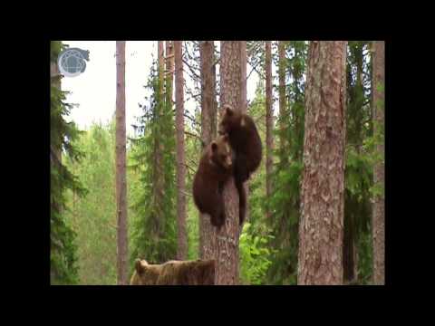 Karhunpennut kiipeilee - Bear cubs climbing