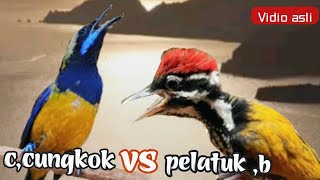 Download lagu CUCAK CUNGKOK VS PELATUK BAWANG 18 TEMBAKAN DAN GESEKAN ISTIMEWA mp3 Download lagu CUCAK CUNGKOK VS PELATUK BAWANG 18 TEMBAKAN DAN GESEKAN ISTIMEWA mp3