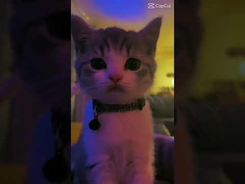 Cat wrinkle 💗😗