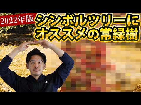 常緑樹のプライバシー スクリーン ツリーを選ぶ理由は何ですか?あなたの屋外スペースにどれを選ぶべきですか？  庭園