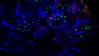 The Arura Borealis Projector - The Man Cave Must Have