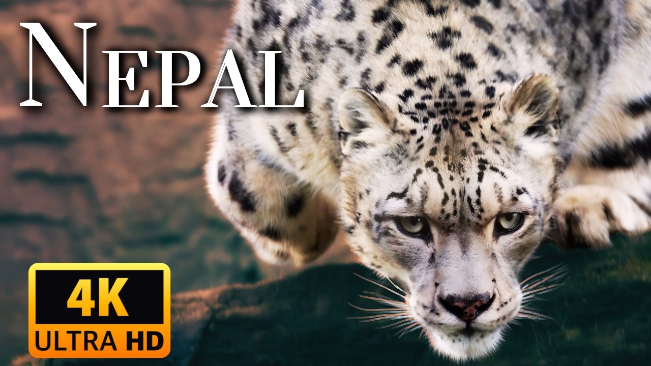 WILD NEPAL | Where Nature Rules Supreme | Animal Documentary