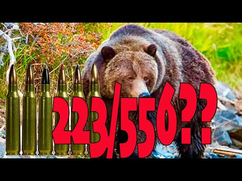 556 223 Taking Out Grizzly and Brown Bears in Alaska | Urban Legend??