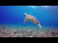 Sea Turtle Swimming in the Sea - Song
