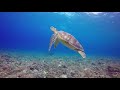 Sea Turtle Swimming in the Sea - Song