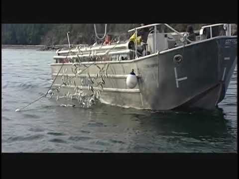 West Coast Fishing - Gillnet Herring