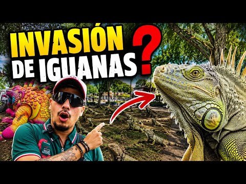 Un parque o un santuario de iguanas? Así es este lugar en Zarzal, Valle