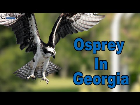Are Osprey Indigenous To Georgia?