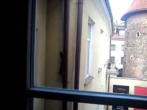 Hostel Królewska Lublin - wild life.