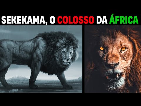 Leão - SEKEKAMA, O REI LEÃO COLOSSAL DA ÁFRICA