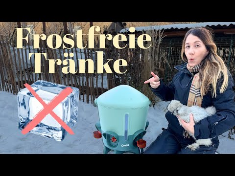 Frostfreie Tränke für Hühner ❄️ größtes Problem der Winterhaltung gelöst ✅