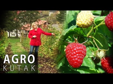 Agro Kutak 55 - Uzgoj malina za početnike - 15.11.2016.