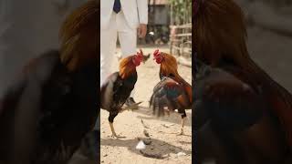 My chickens are fighting. #news #rooster #chicken