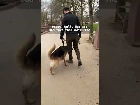 How to fix FEAR REACTIVITY in dogs