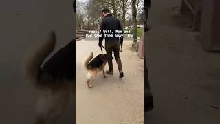 How to fix FEAR REACTIVITY in dogs