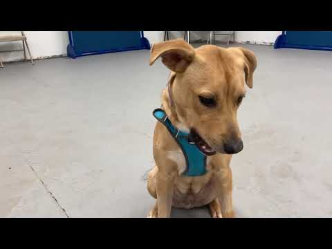 Vinny, an adoptable Labrador Retriever & Shepherd Mix in Oklahoma City, OK_image-1