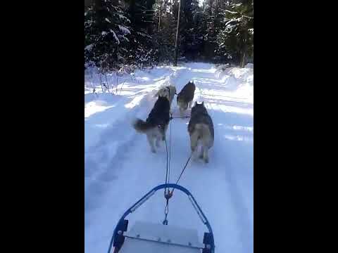 Dzisiejszy terning   Natalia ,Bodyguard , Lilka  ,Shadow .  Las  Olszyna .