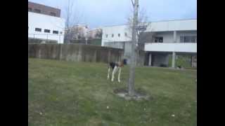 preview picture of video 'Dog running from one side to the other and a duck in Covilhã'