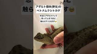本当にアダルト個体!?大人しすぎて可愛いすぎる⸜(*˙꒳˙*)⸝#爬虫類 #ベトナムクシトカゲ #可愛い