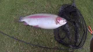 Big Stonker Trout Fishing 2023 Fish No 8