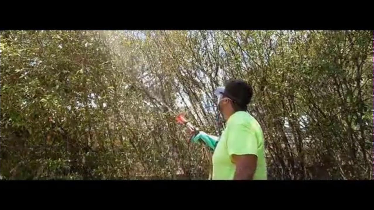 Photinia Leaf Spot Treatment