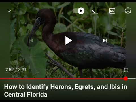 Surprise! A White Face Ibis snuck into my last video