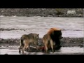 The Best Animal Fight 