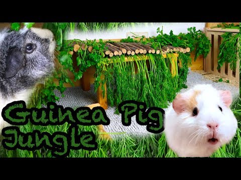 DIY Guinea Pig Jungle: How to Make a Guinea Pig...