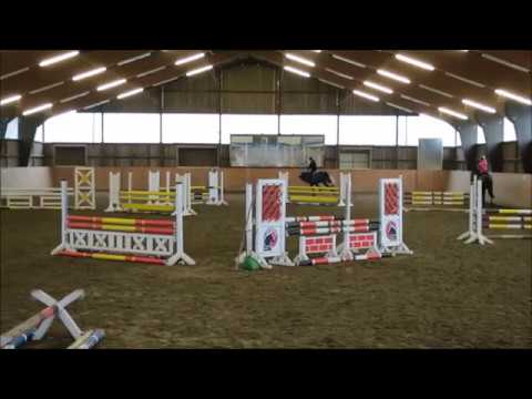 Holsteiner Wallach: Casthago