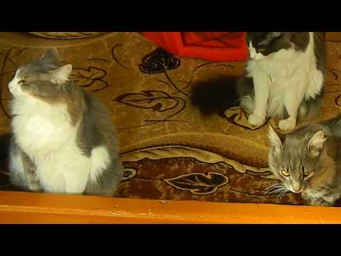 #Коты ругаются с хозяйкой.